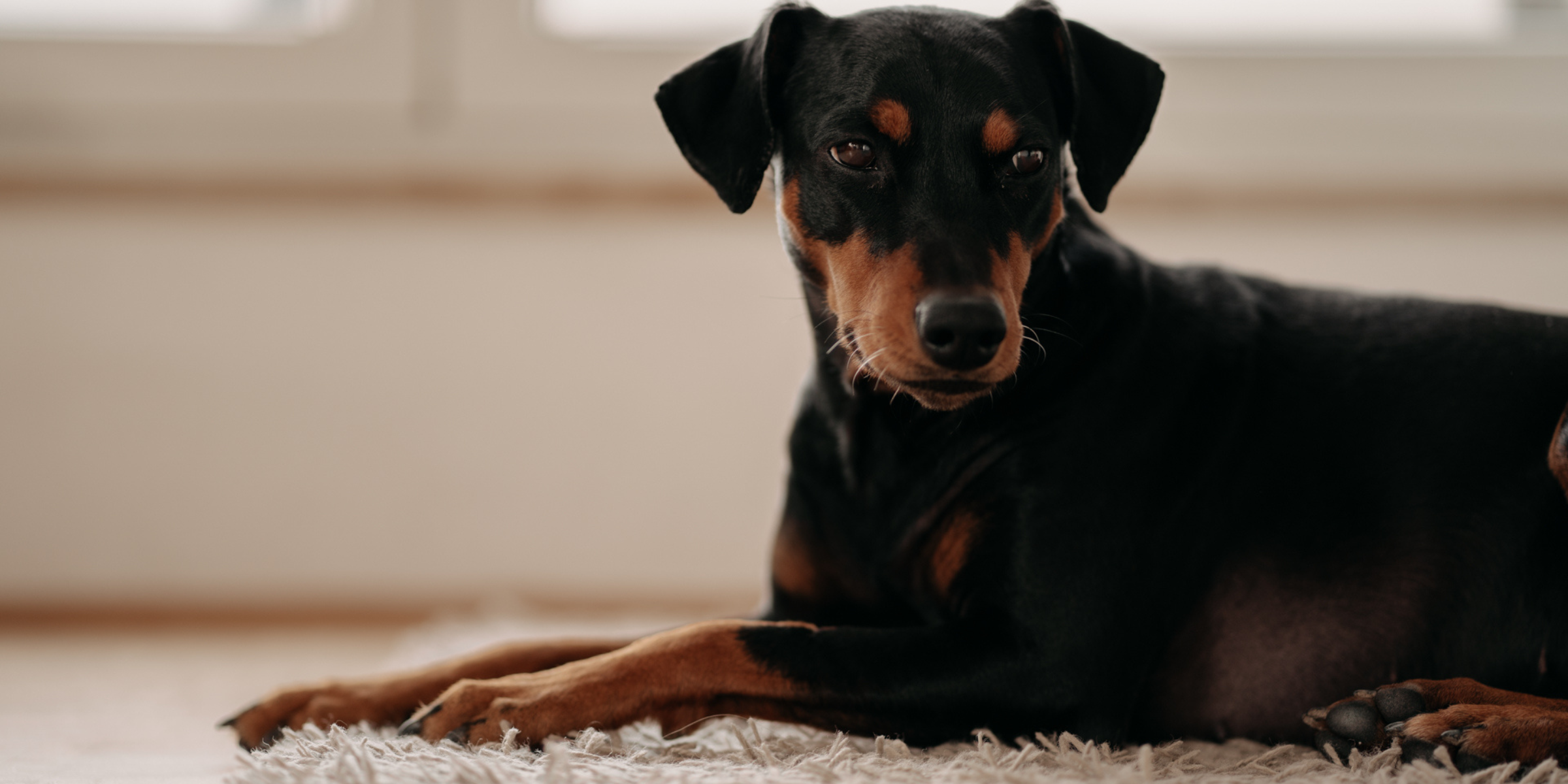 Sind Reinigungsmittel wirklich hundefreundlich?