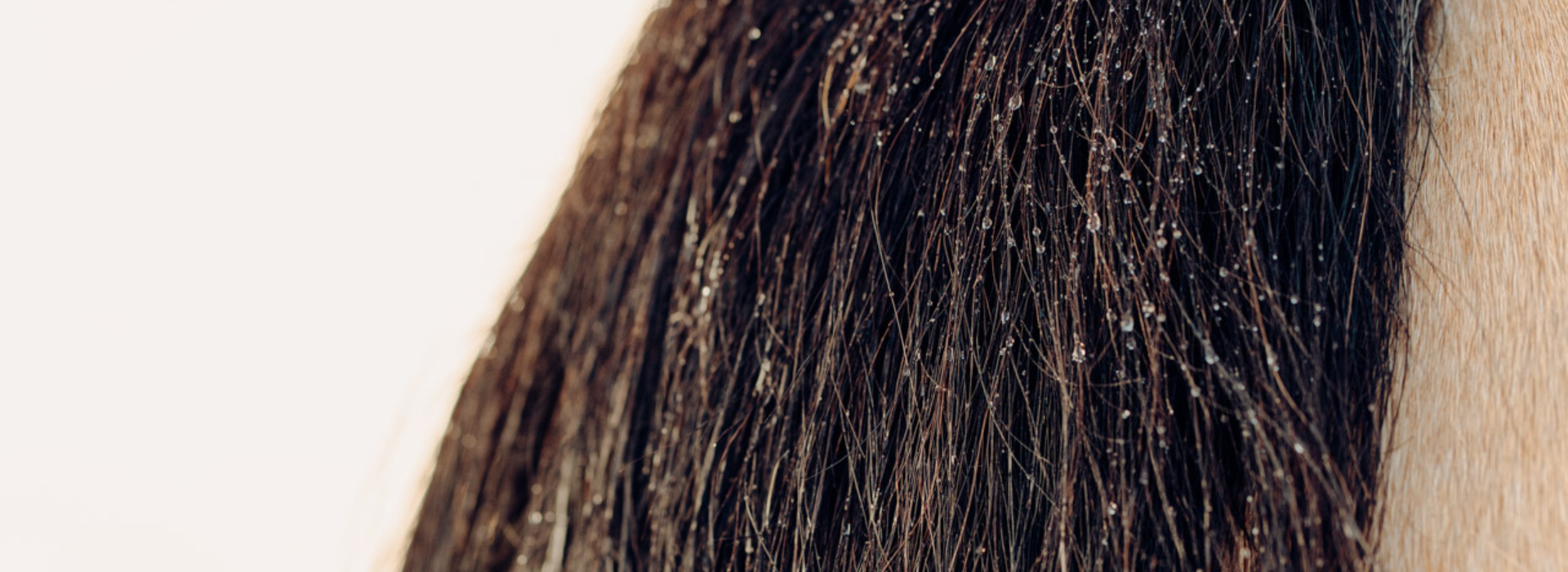 Pferdeschweif mit Wassertropfen