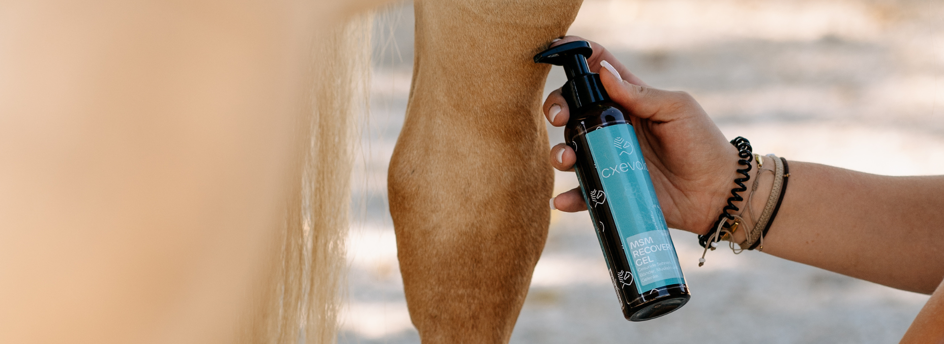 Haflinger dem ein MSM Recovery Gel auf das Gelenk gecremt wird