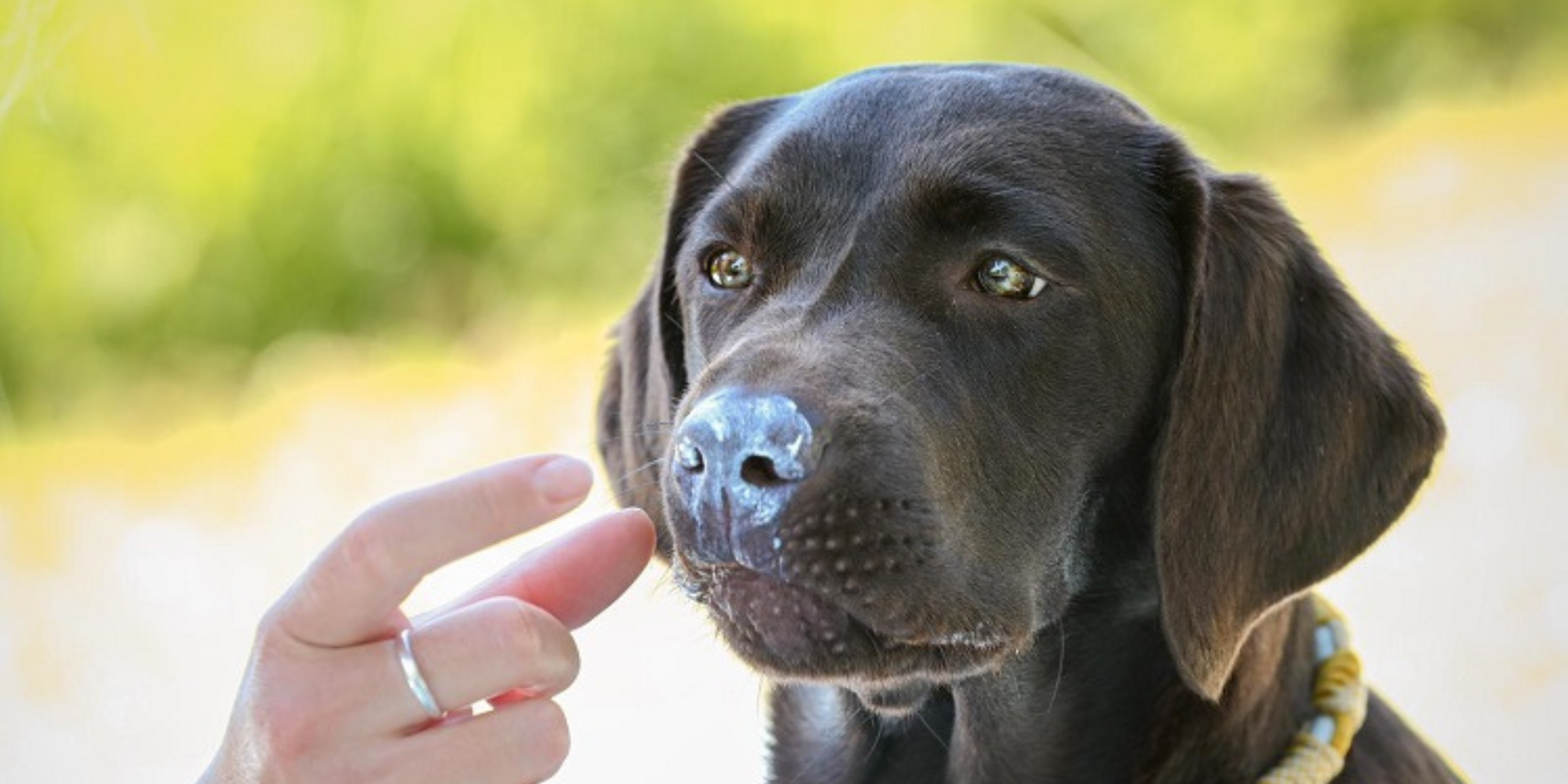 So schützt du deinen Hund richtig vor der Sonne