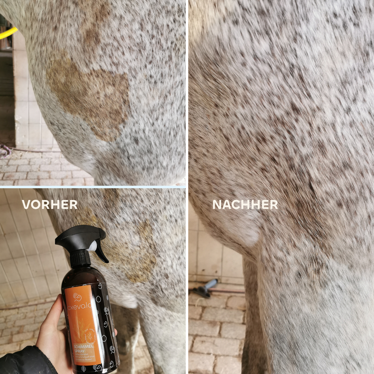 CXEVALO Schimmelspray